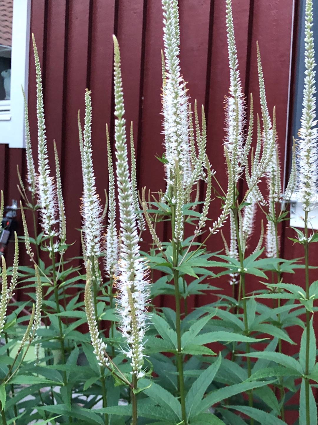 Rensättra trädgård