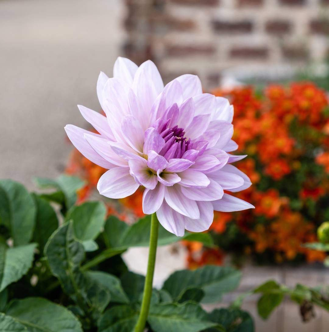 Dahlia Valentino