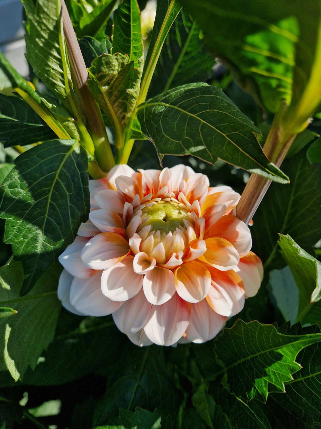 Oh!Garden - Dahlia Tangerine Dream