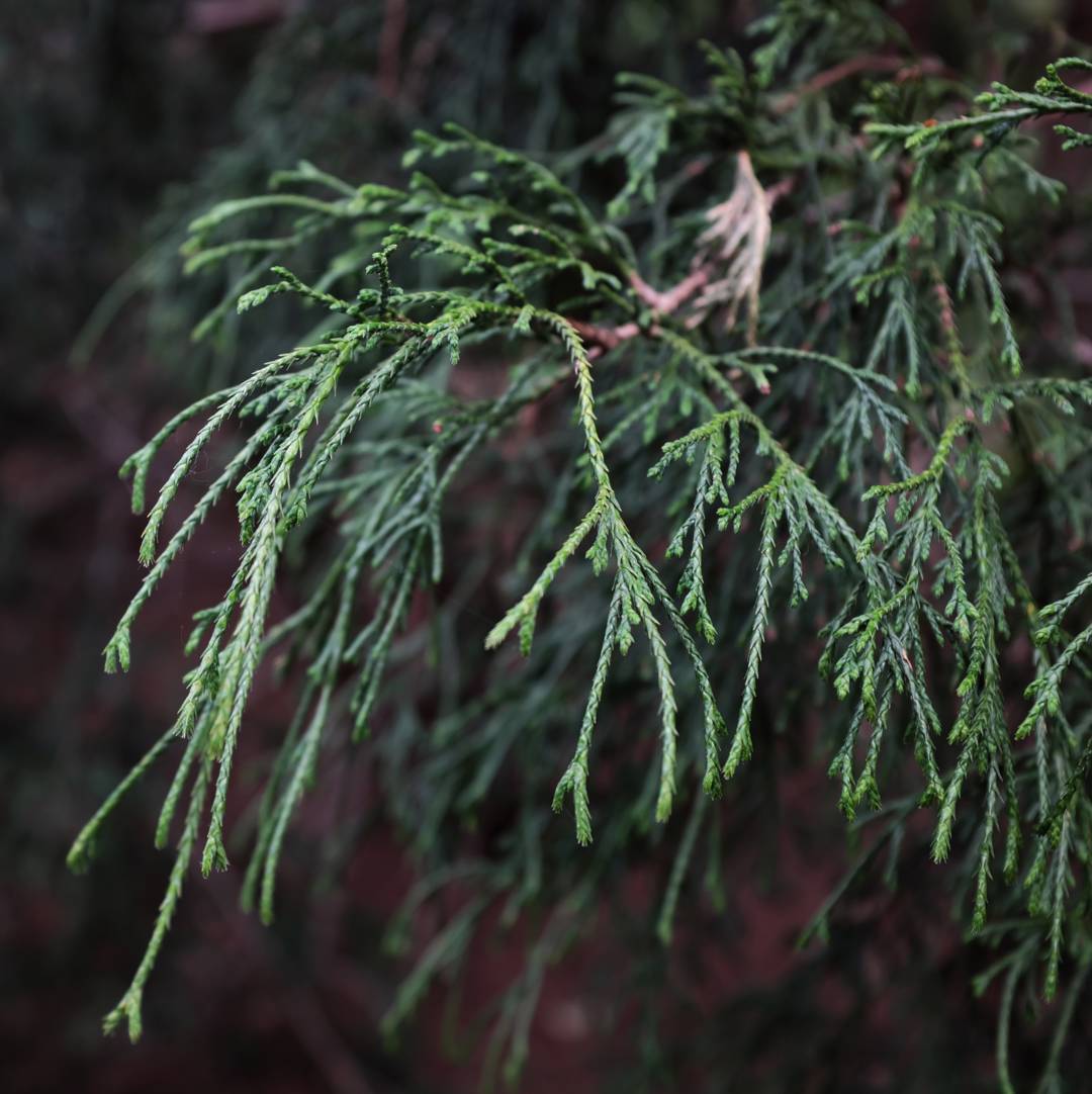 Trådcypress Filifera