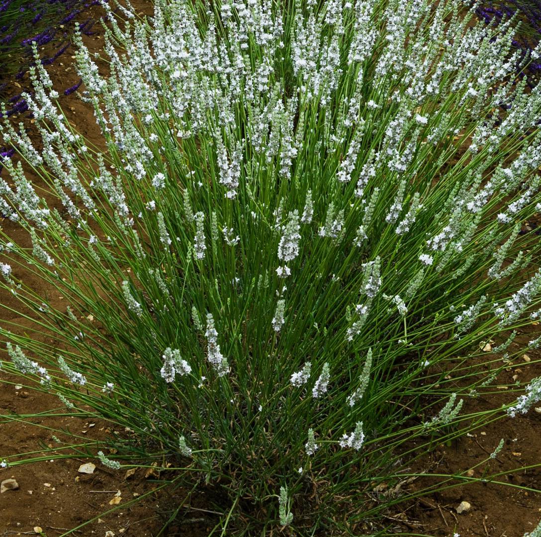 Lavendel Edelweiss