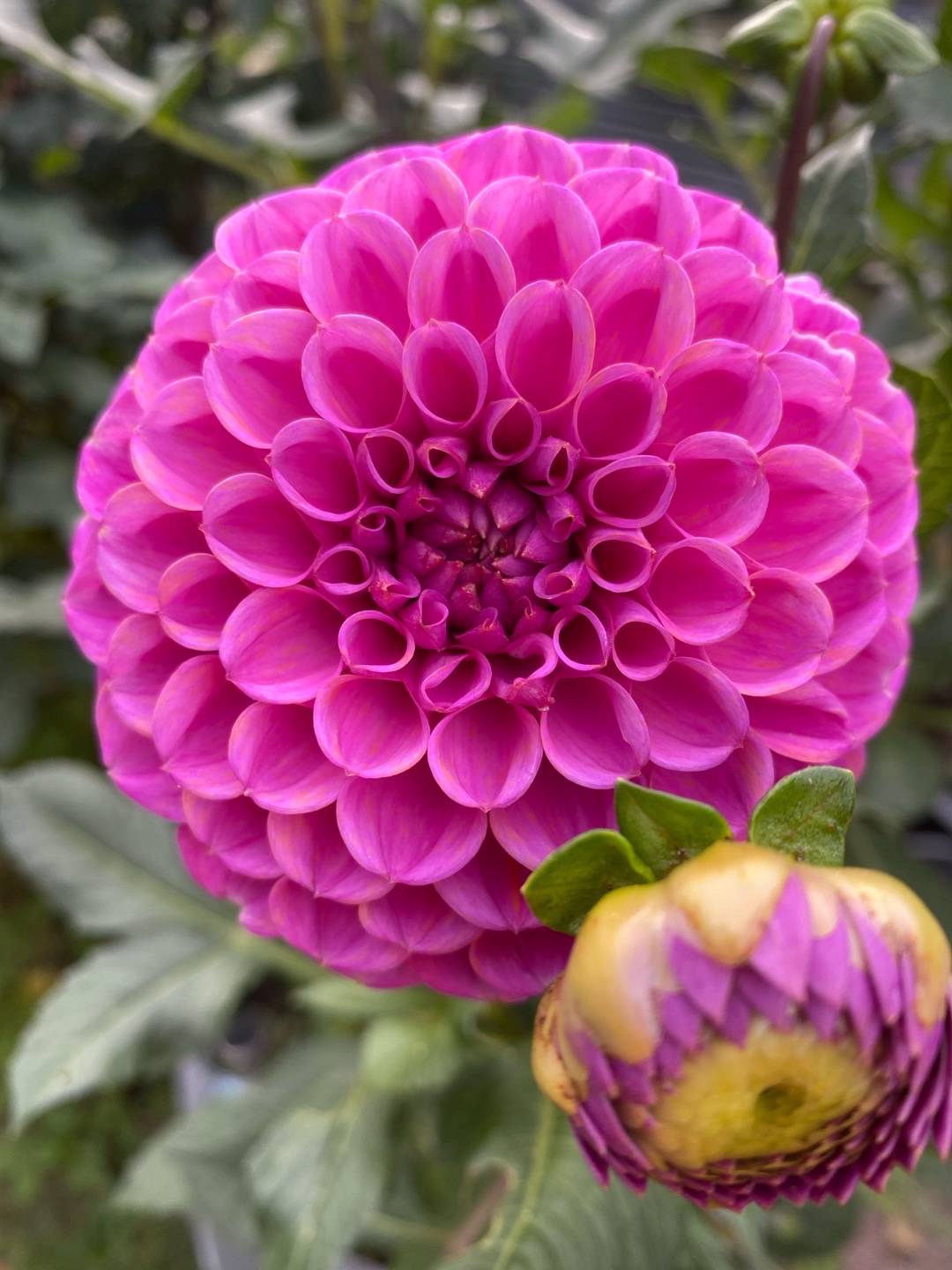 Dahlia Isabel