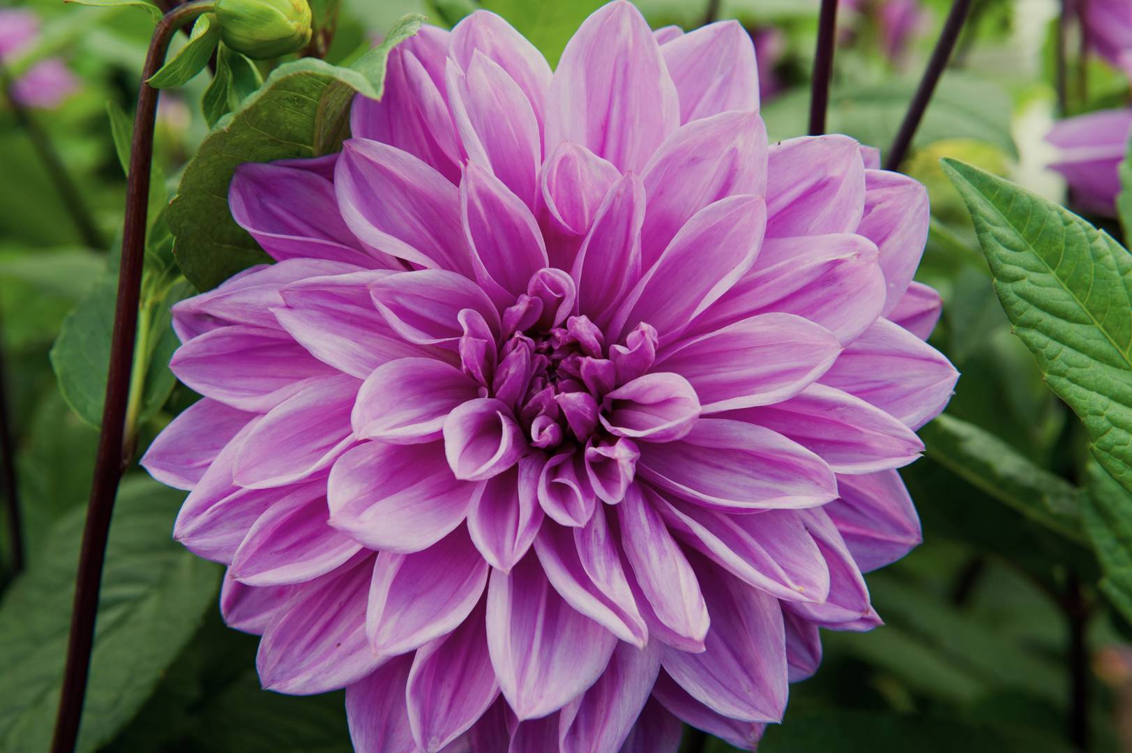 Dahlia Lilac Time