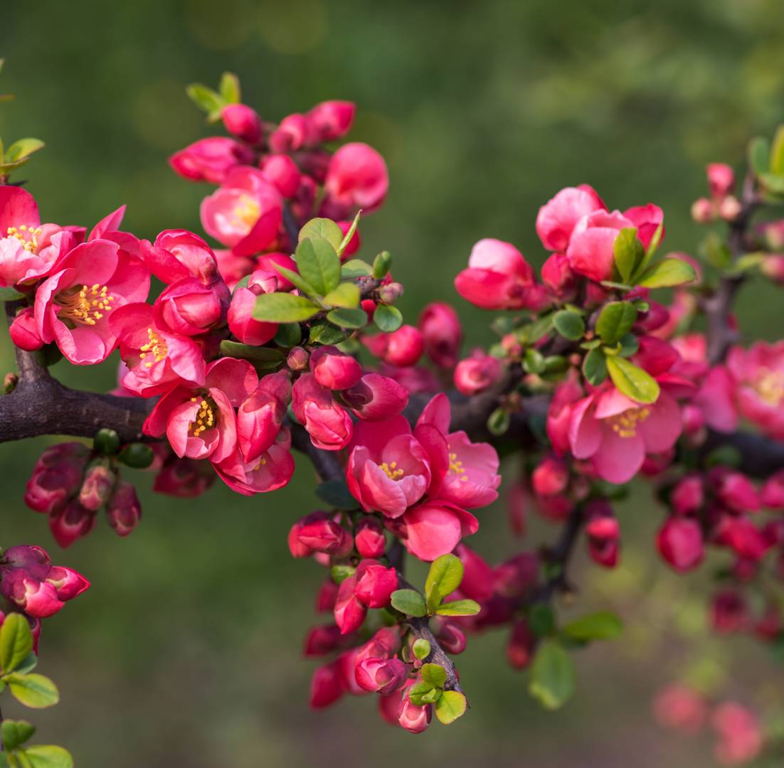 Liten rosenkvitten 