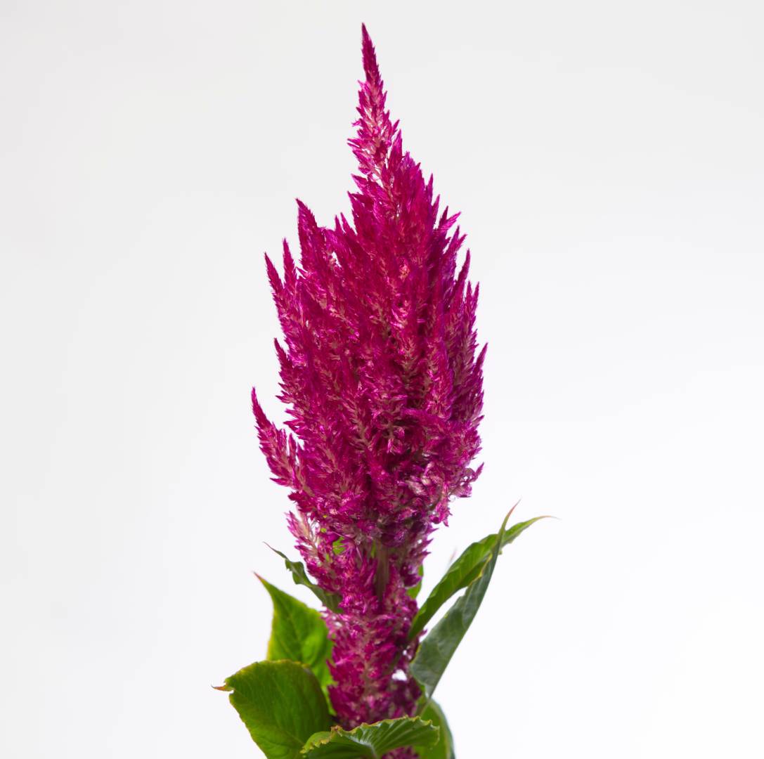 Celosia Sunday Purple