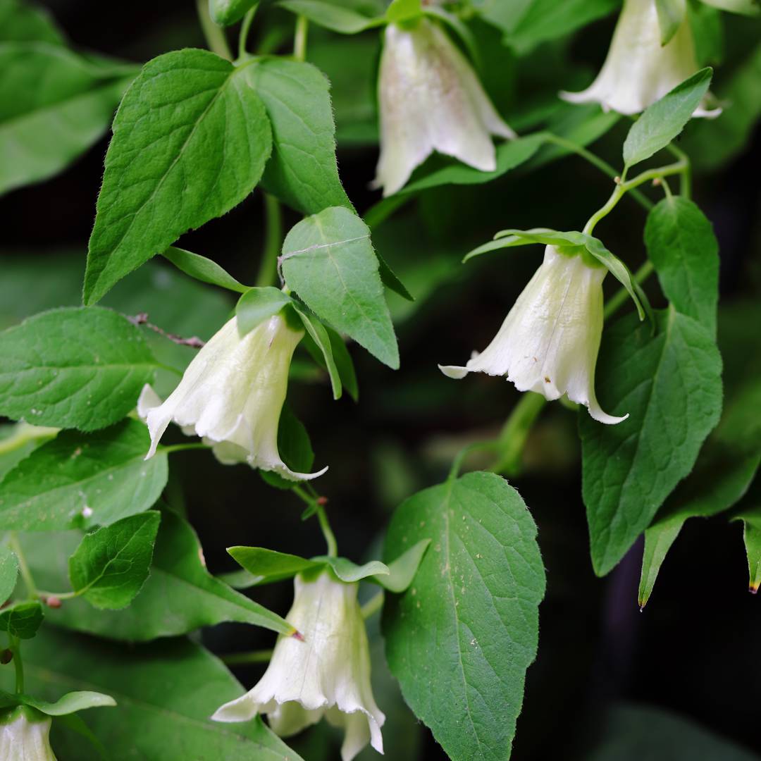 Fattigmansginseng 