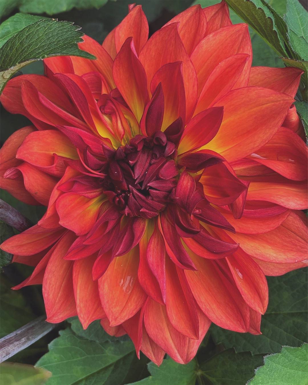 Dahlia Homeland