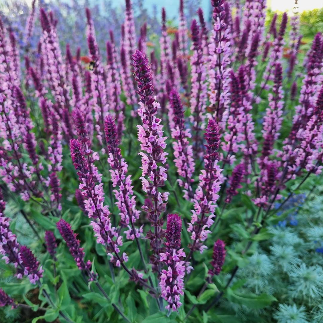 Stäppsalvia Caradonna Pink