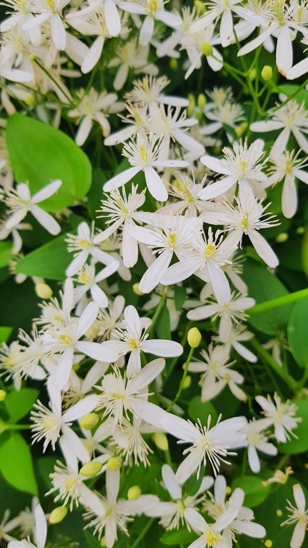 Skogsklematis Gouriana