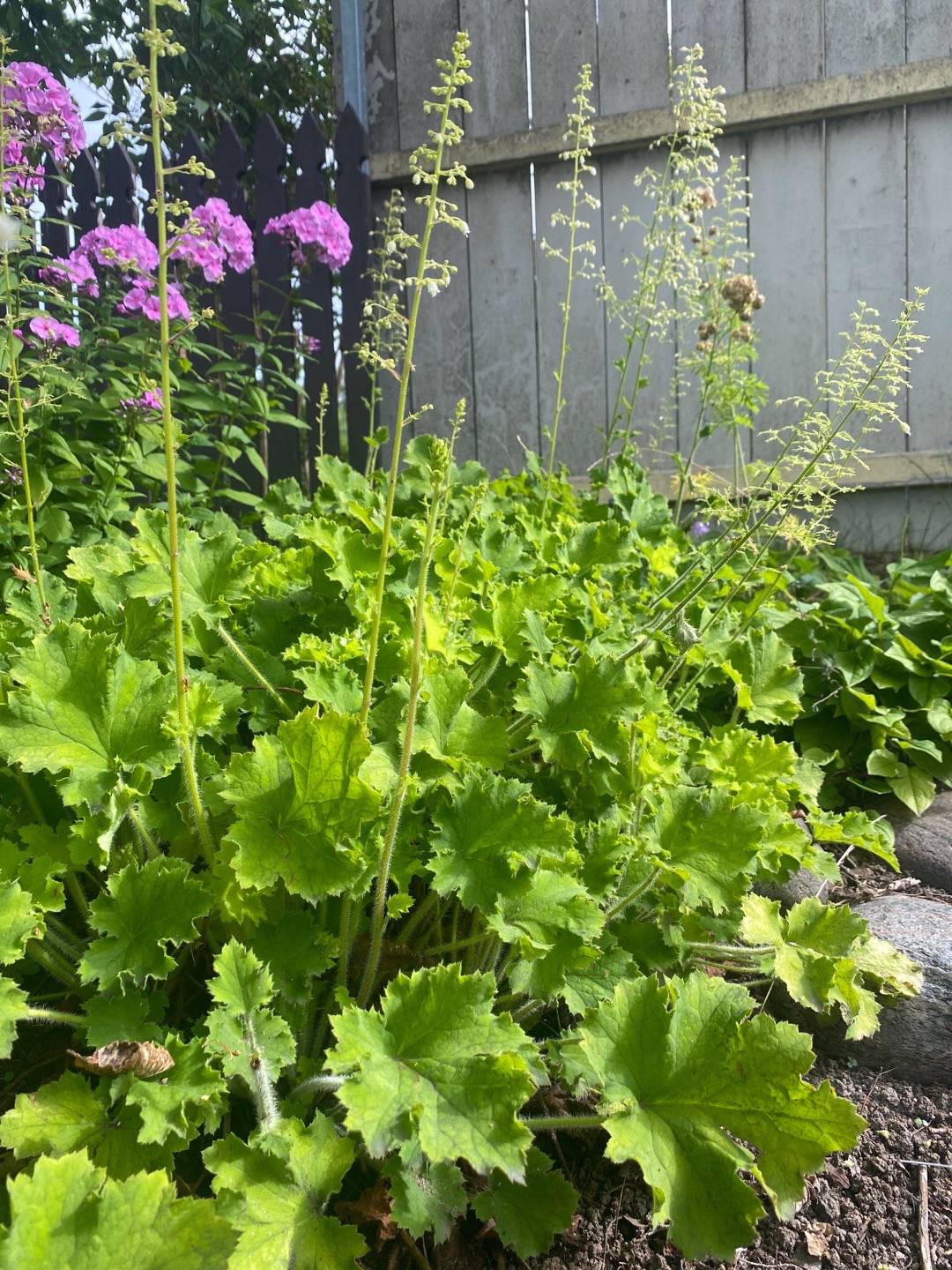 oh-garden-alunrot-rex-lime