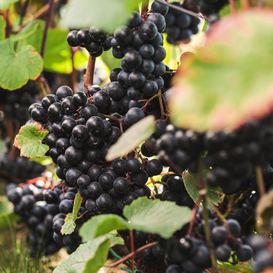 Oh!Garden - Vin Rondo