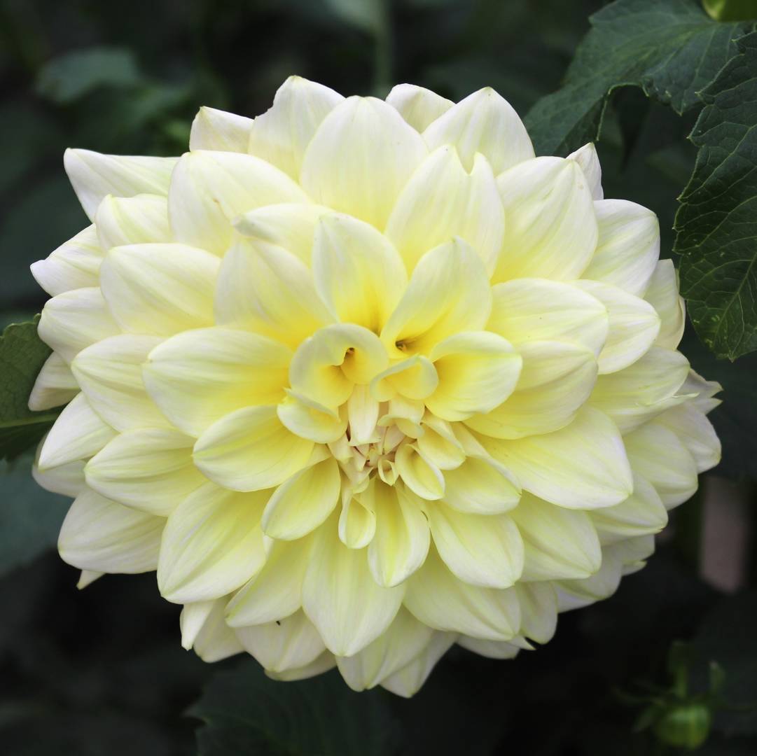 Dahlia Alloway Cottage