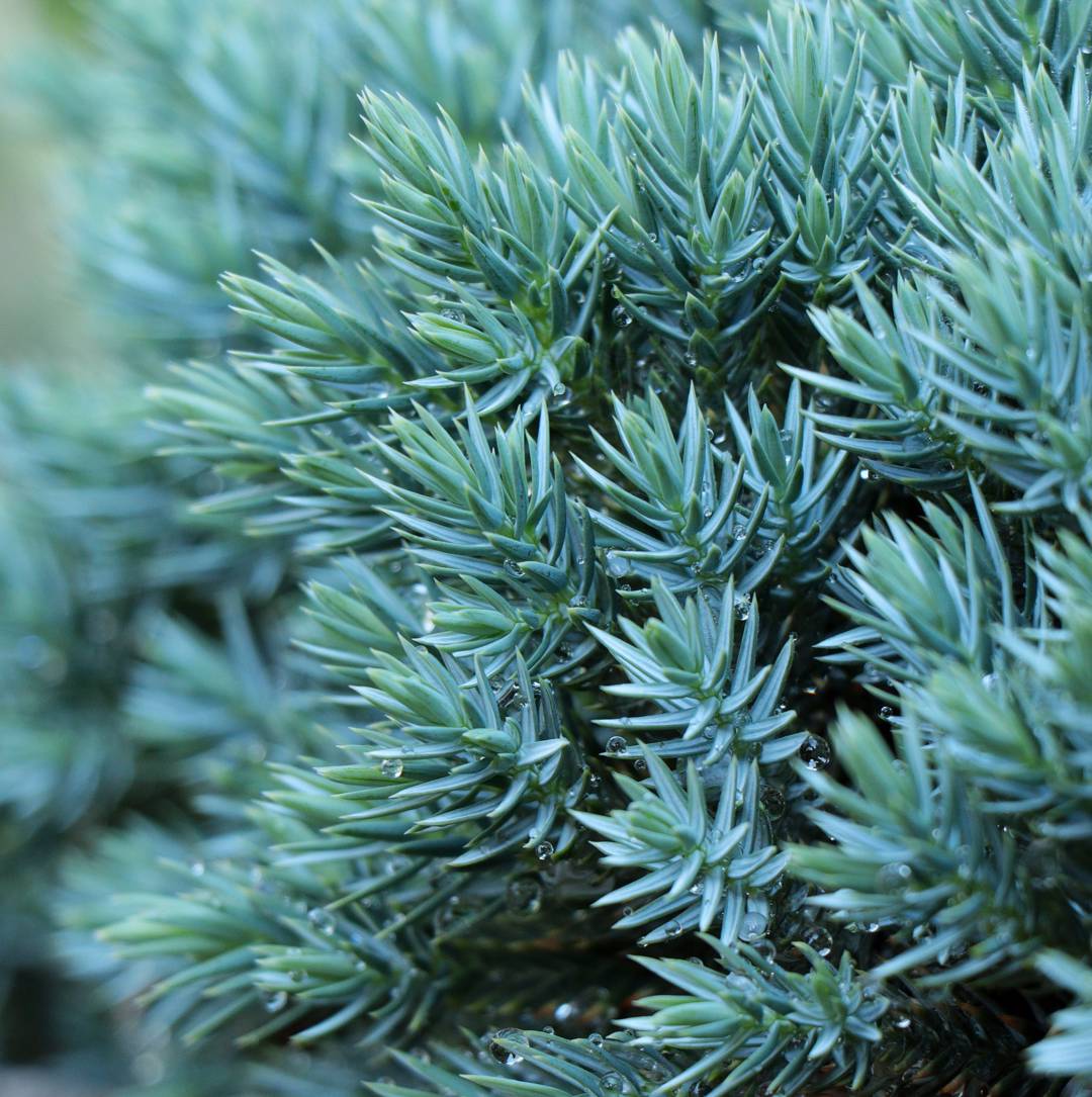 Himalaya-En Blue Star