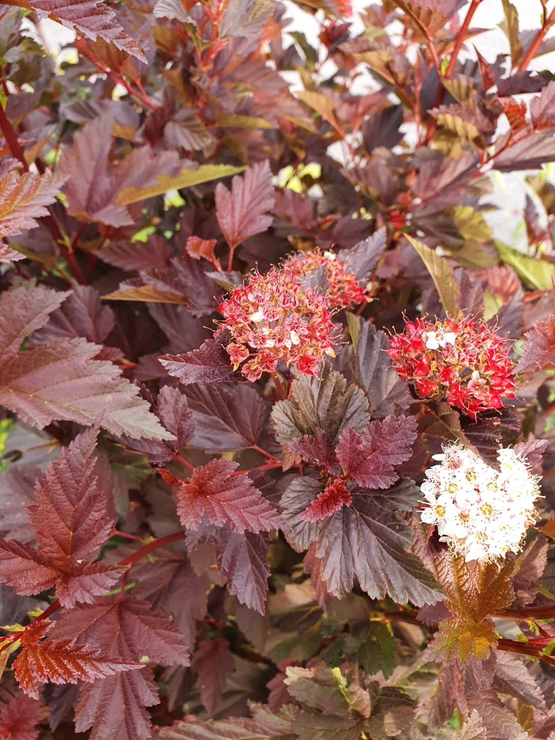 Smällspirea Little Angel