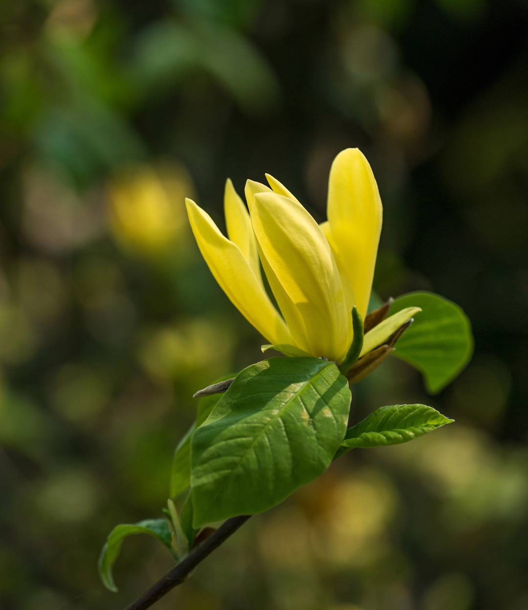 Magnolia Daphne