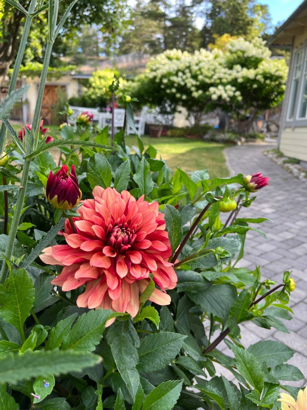 Trädgård Klaraberg