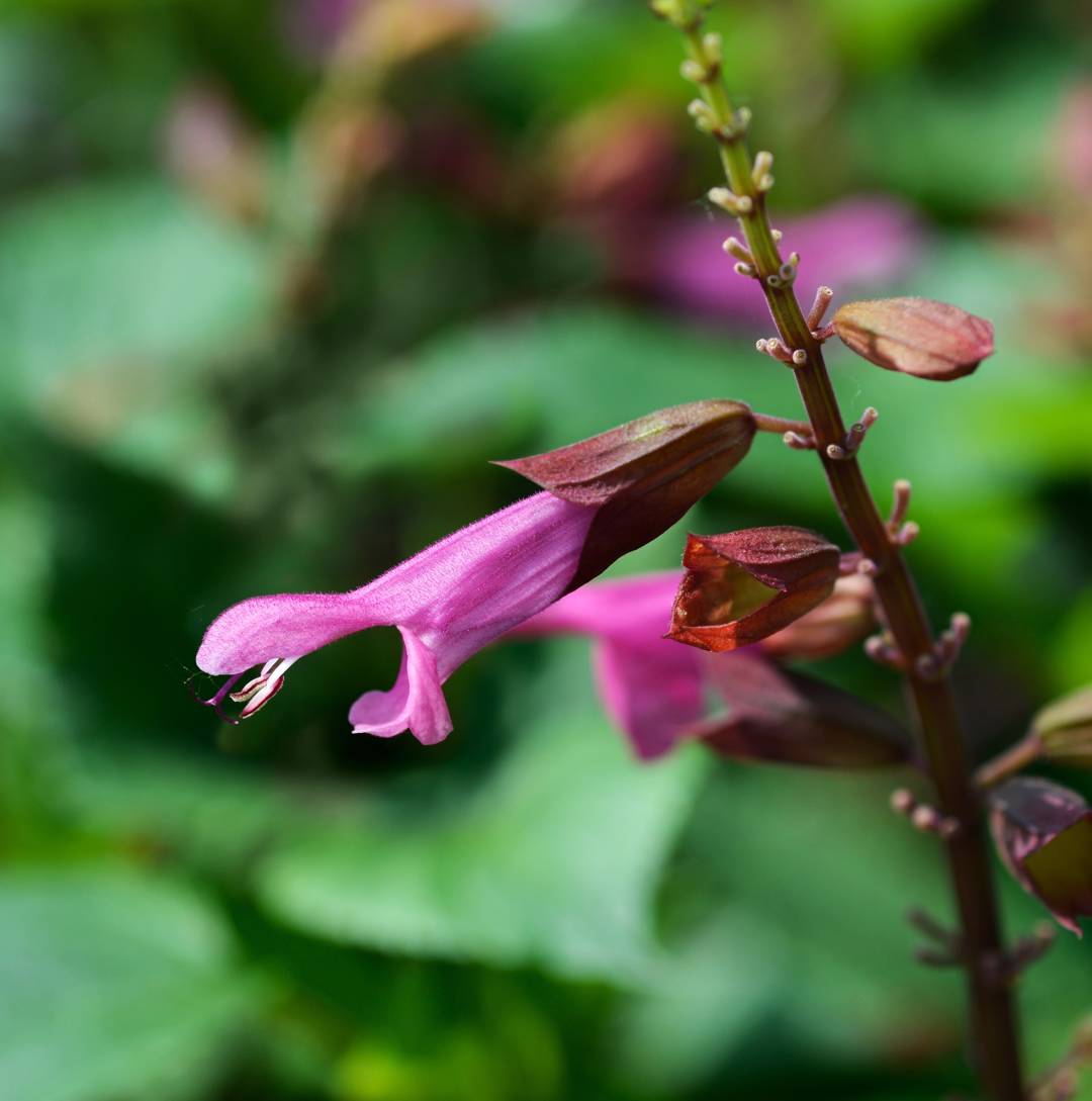 Salvia Strawberry Lake