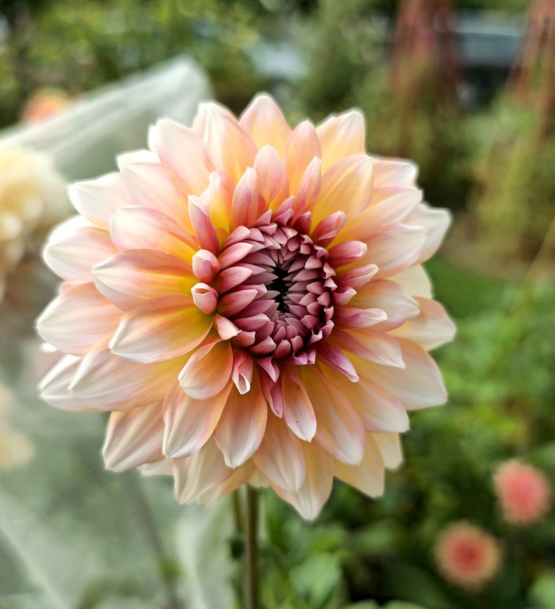Dahlia Echo Jose