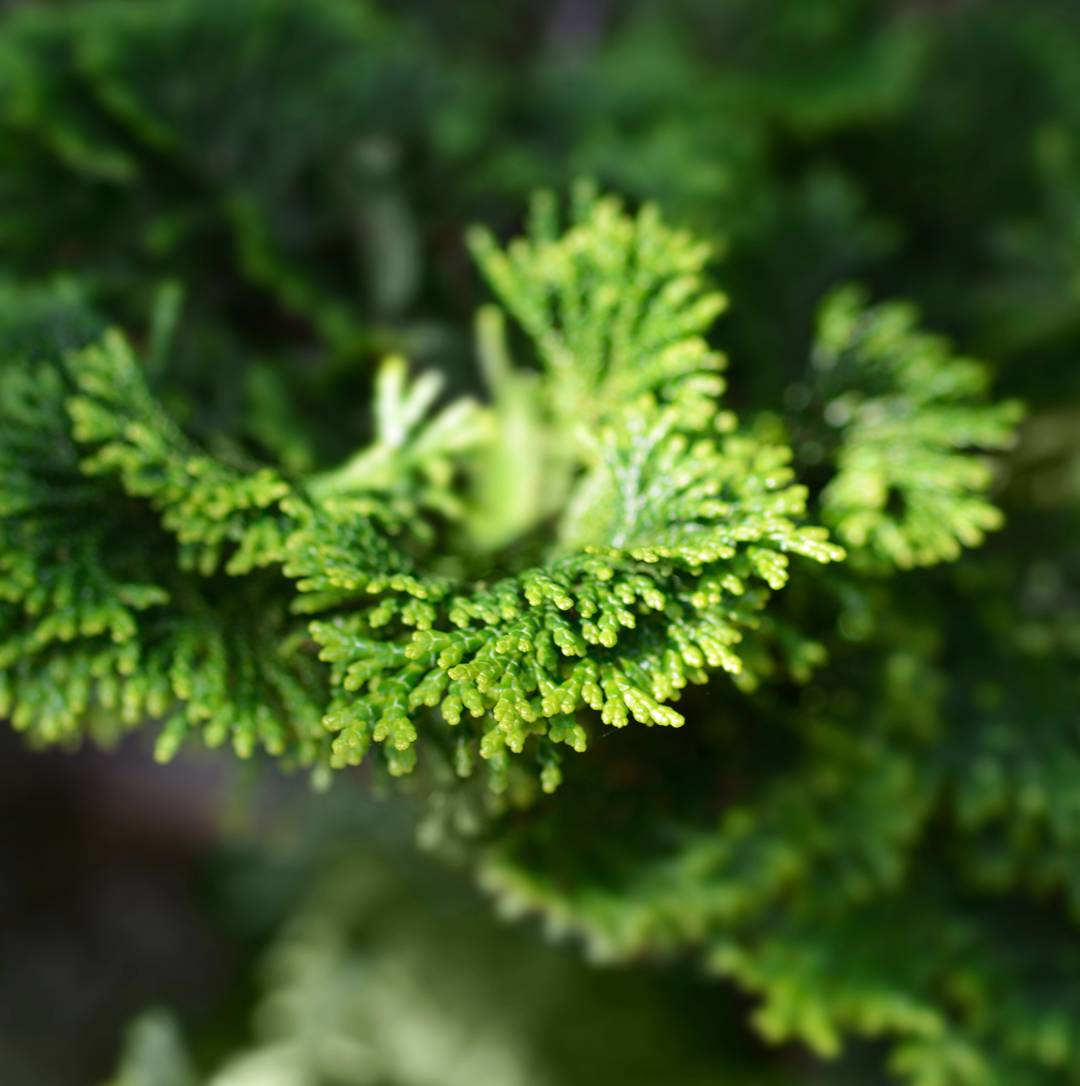 Japansk Ädelcypress 