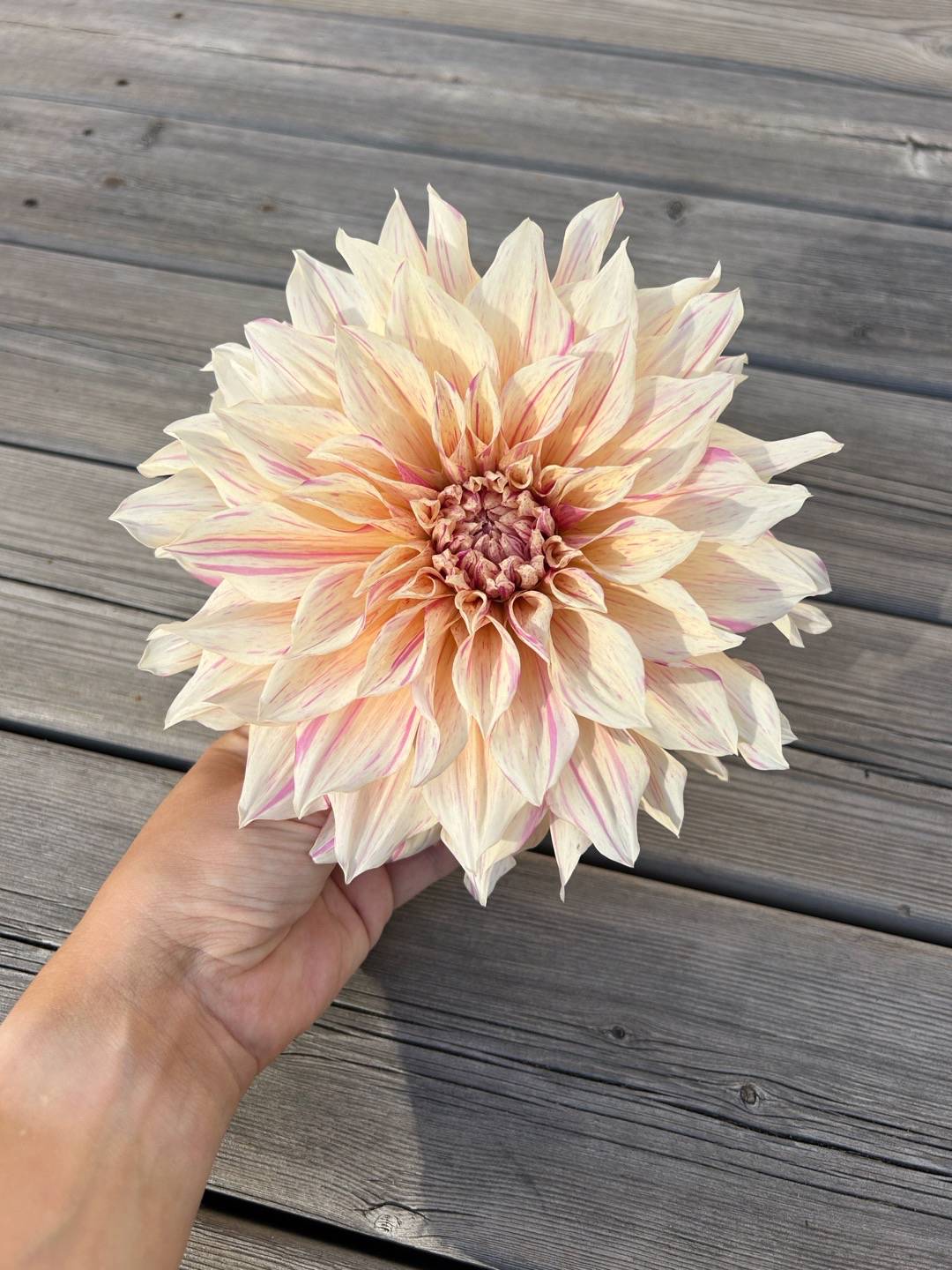 Dahlia Café Au Lait Twist