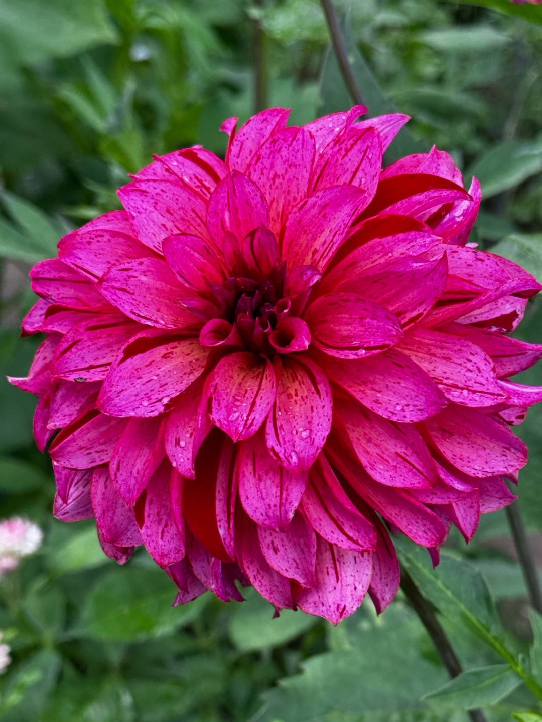 Dahlia Mingus Toni