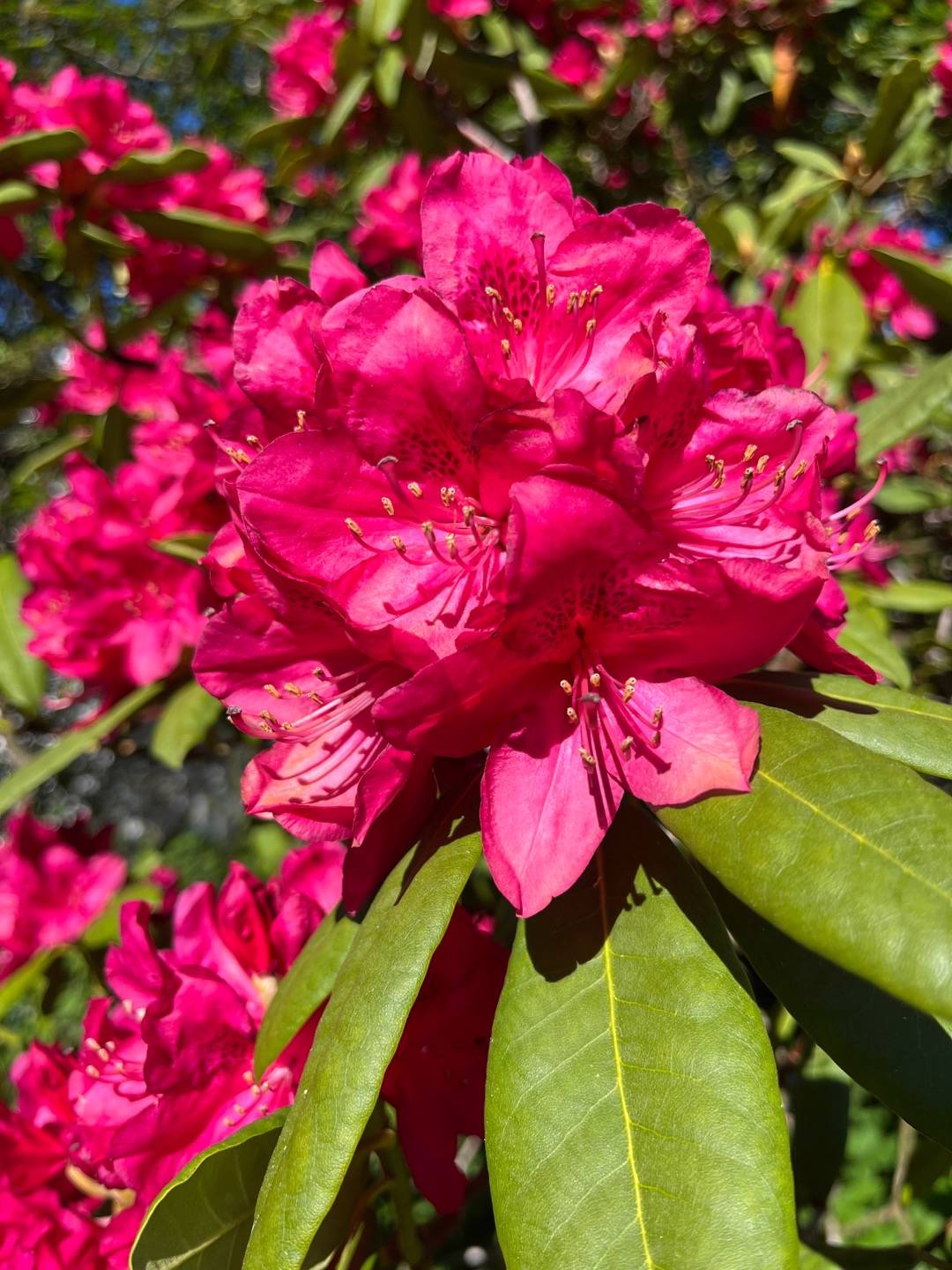 HolmaGarden