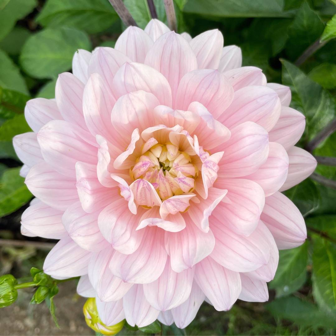 Dahlia Lady Kate Rose