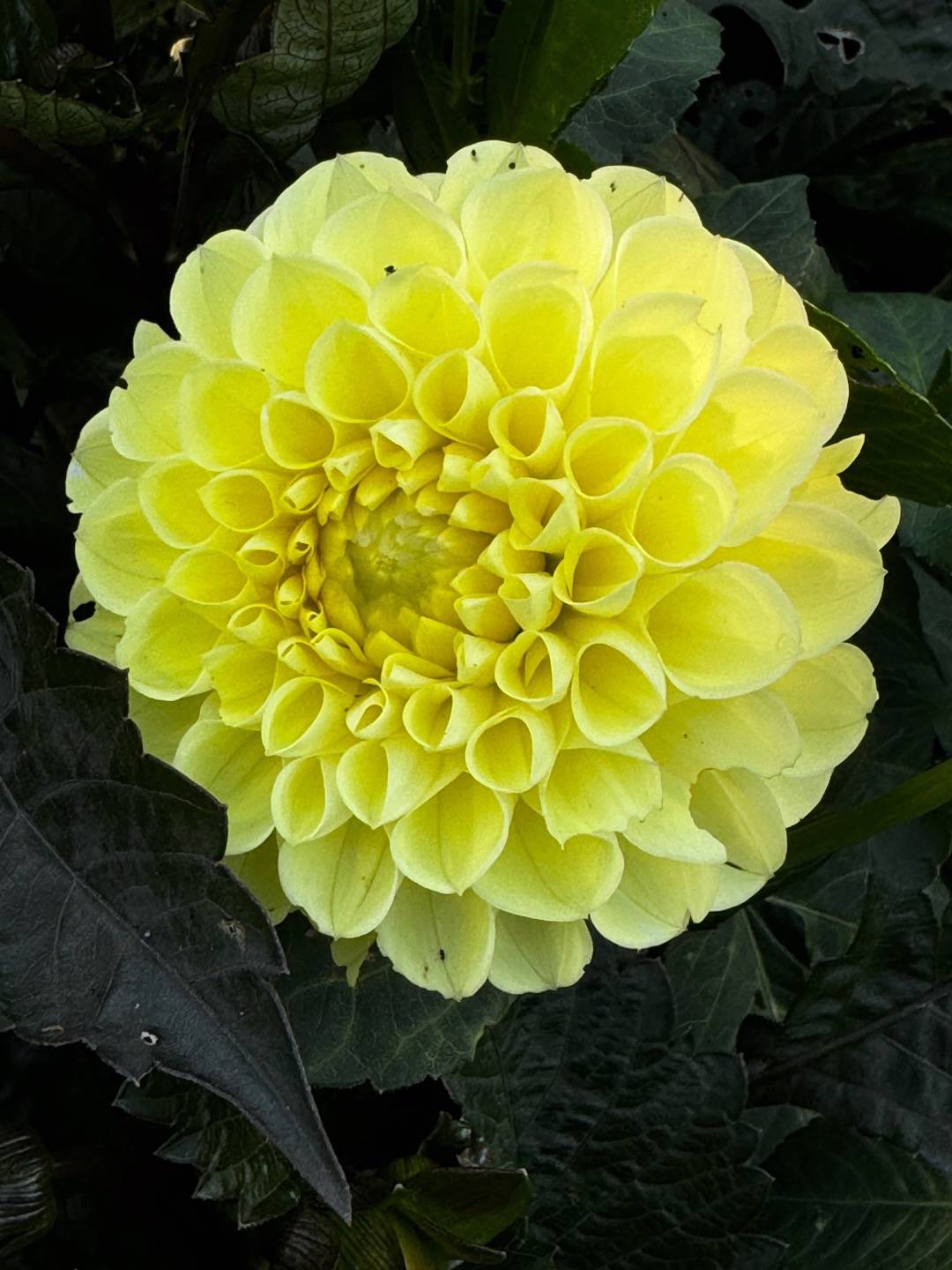 Dahlia Polventon Supreme