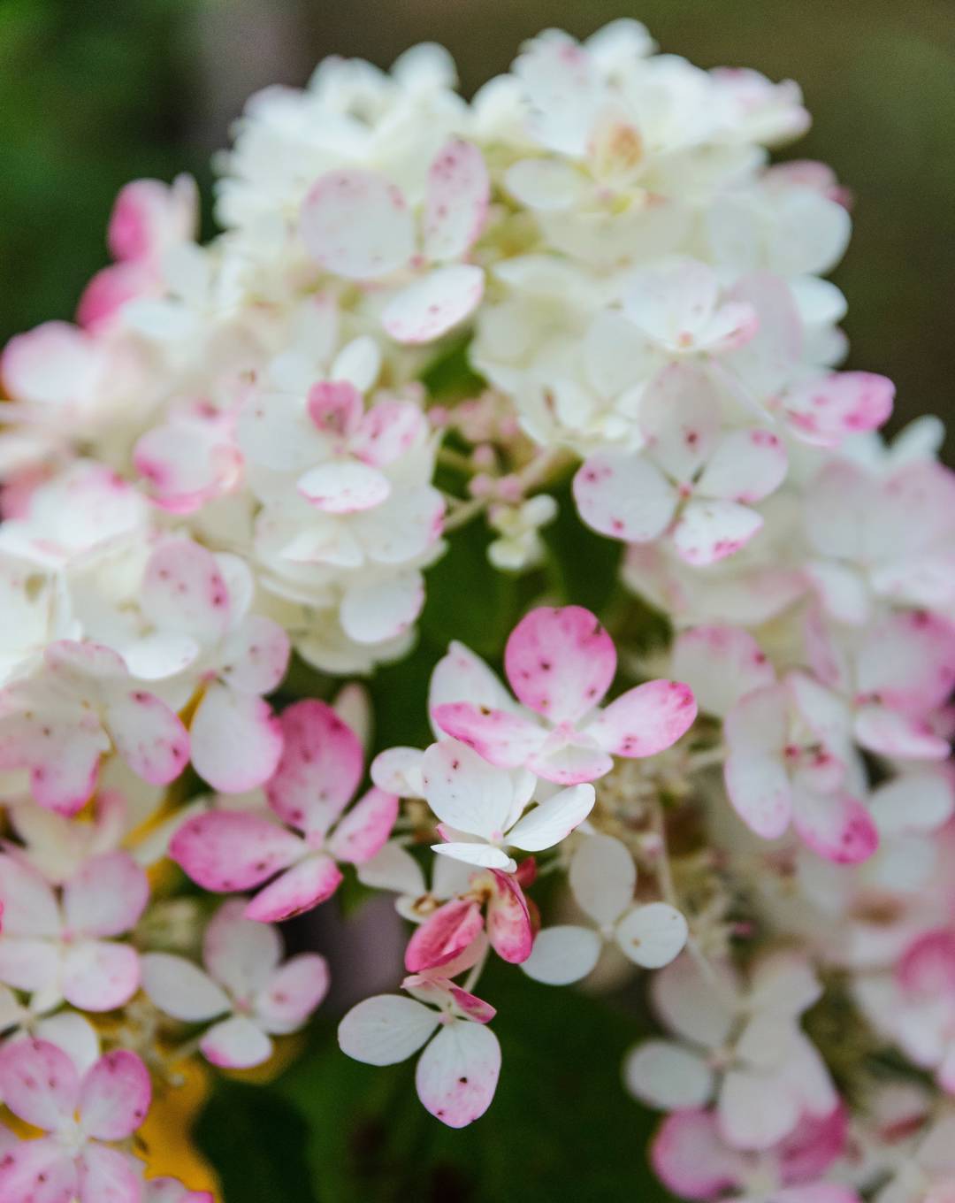 Syrenhortensia Wim's Red