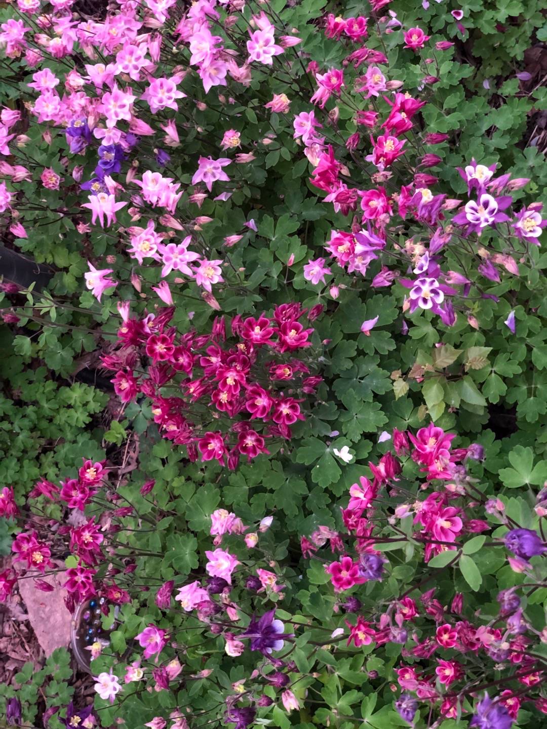 Rensättra trädgård