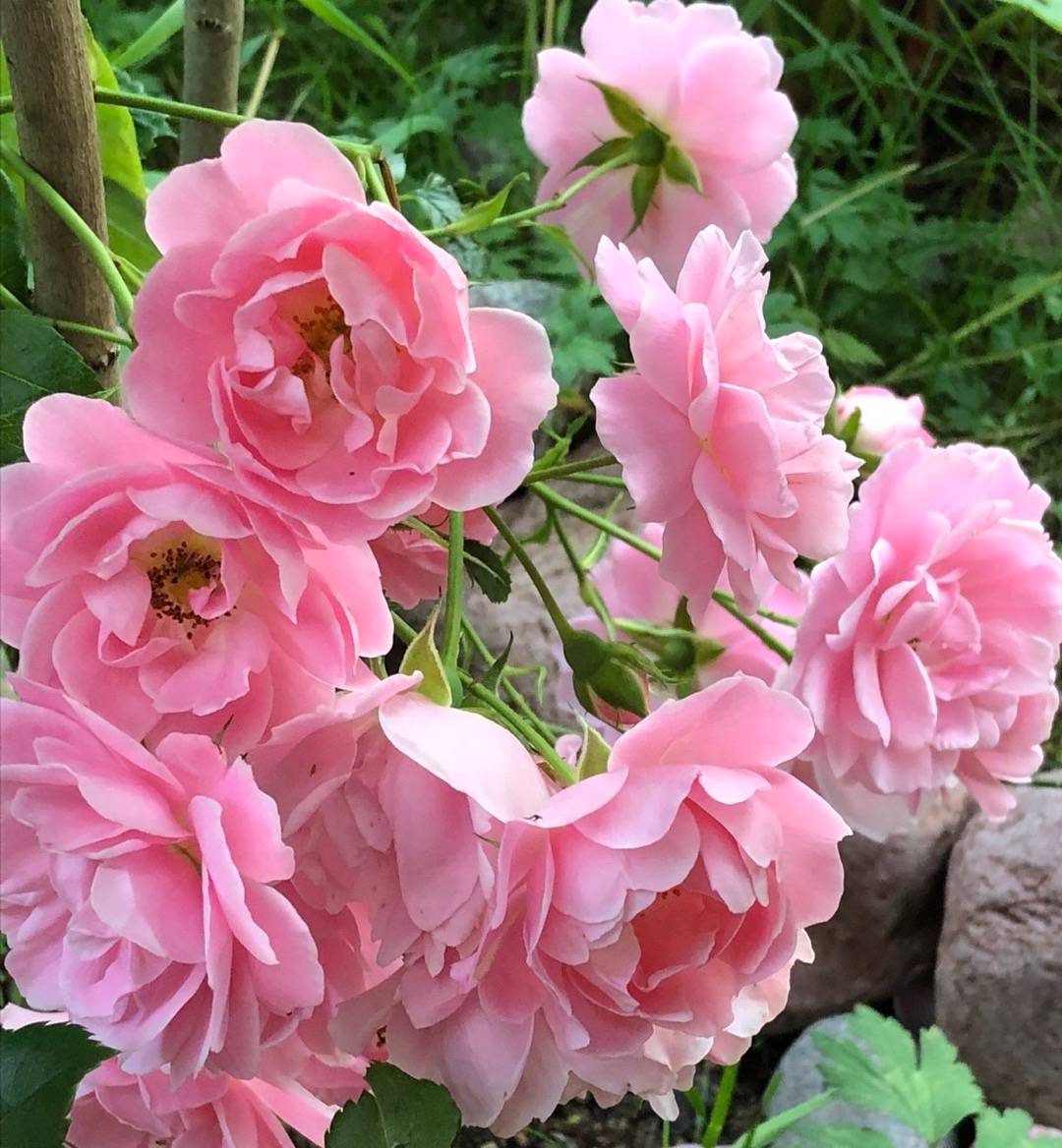 Tyllagarden