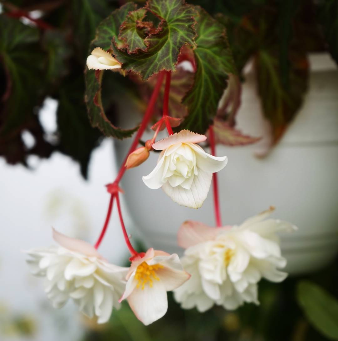 Hängbegonia Illumination White