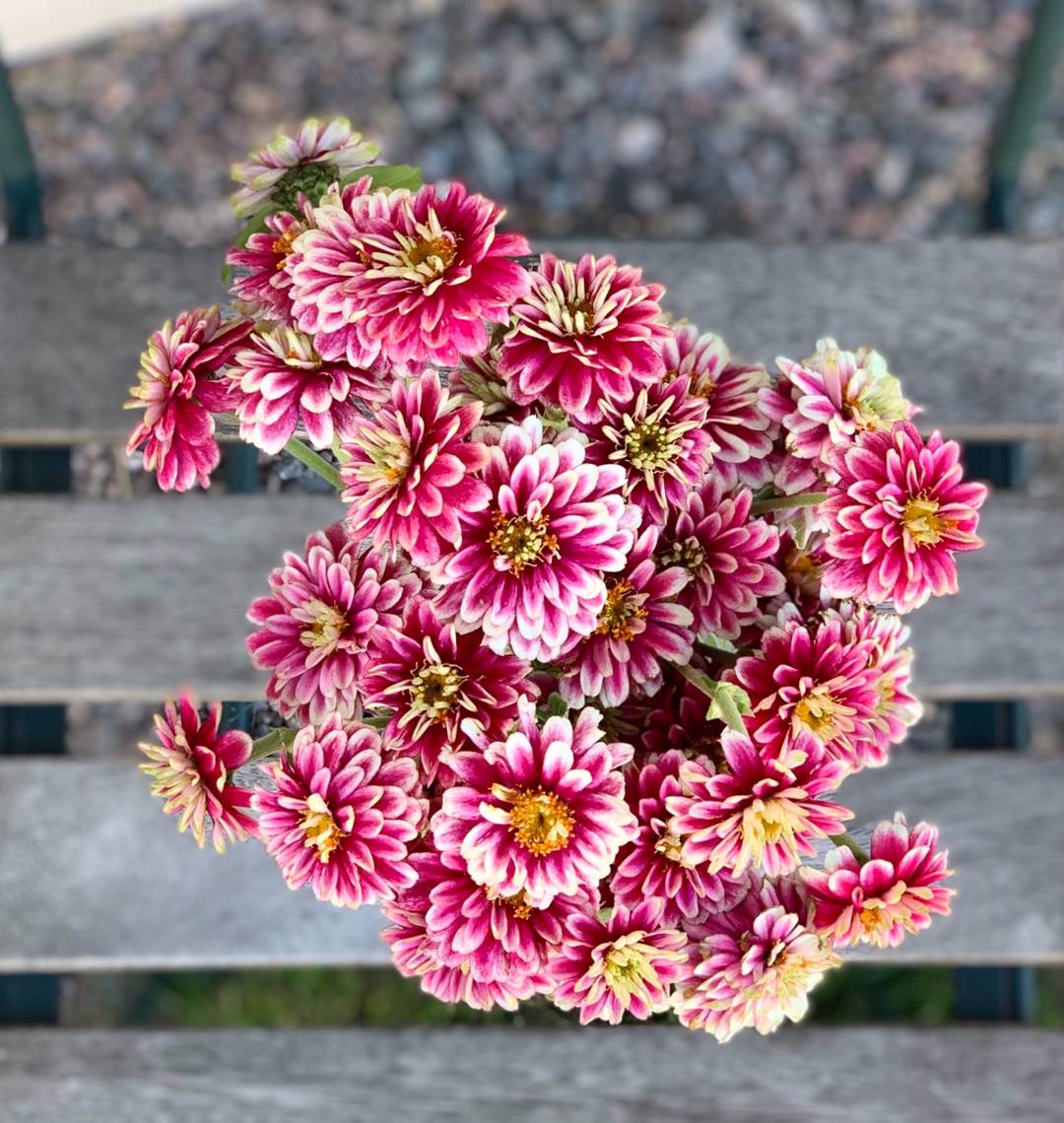 Marylandzinnia Zahara Double Raspberry Ripple