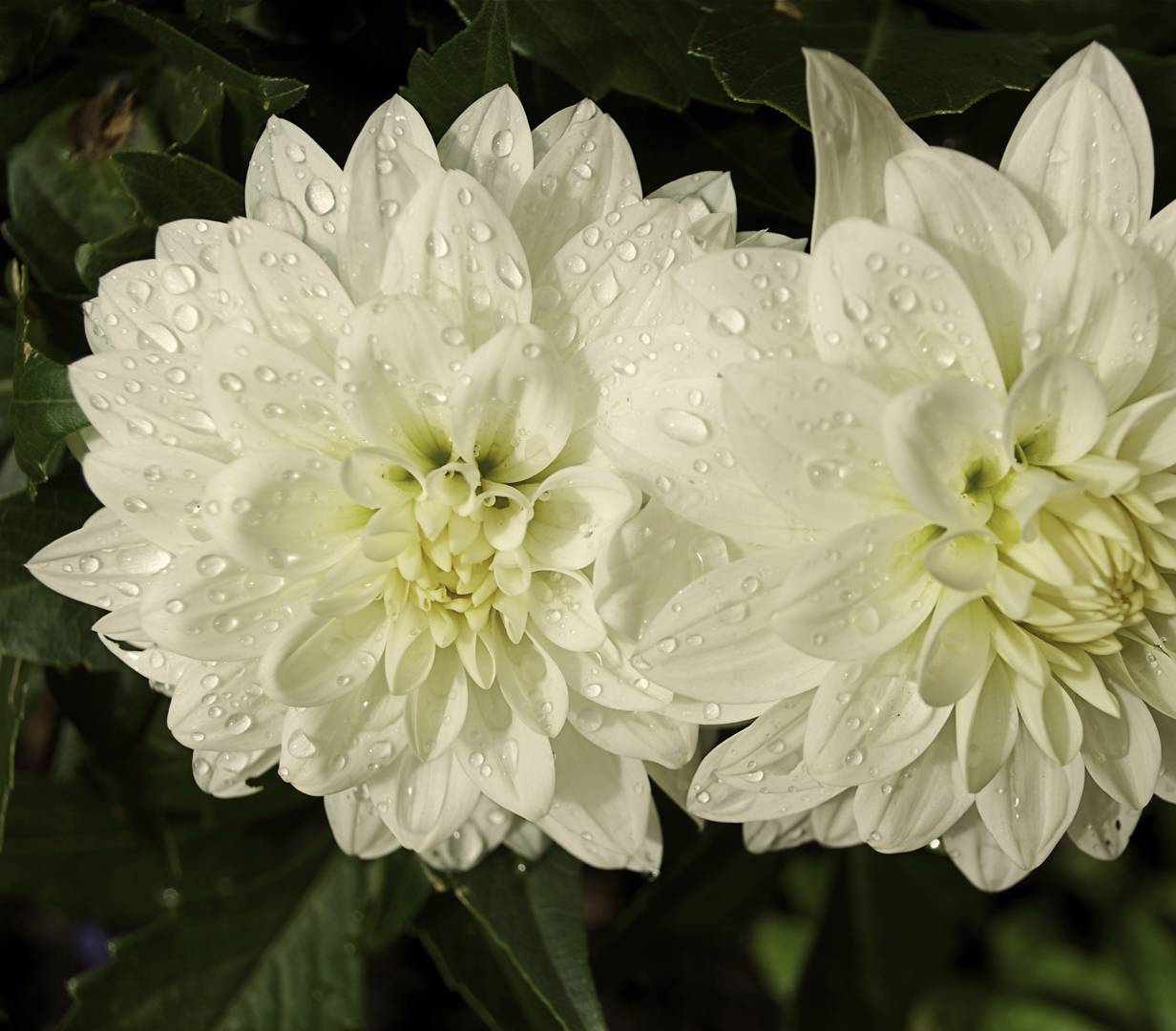 Dahlia Aspen