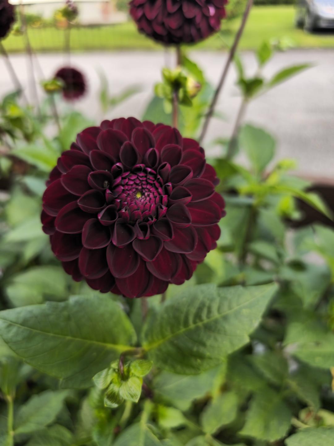 Dahlia Dark Spirit