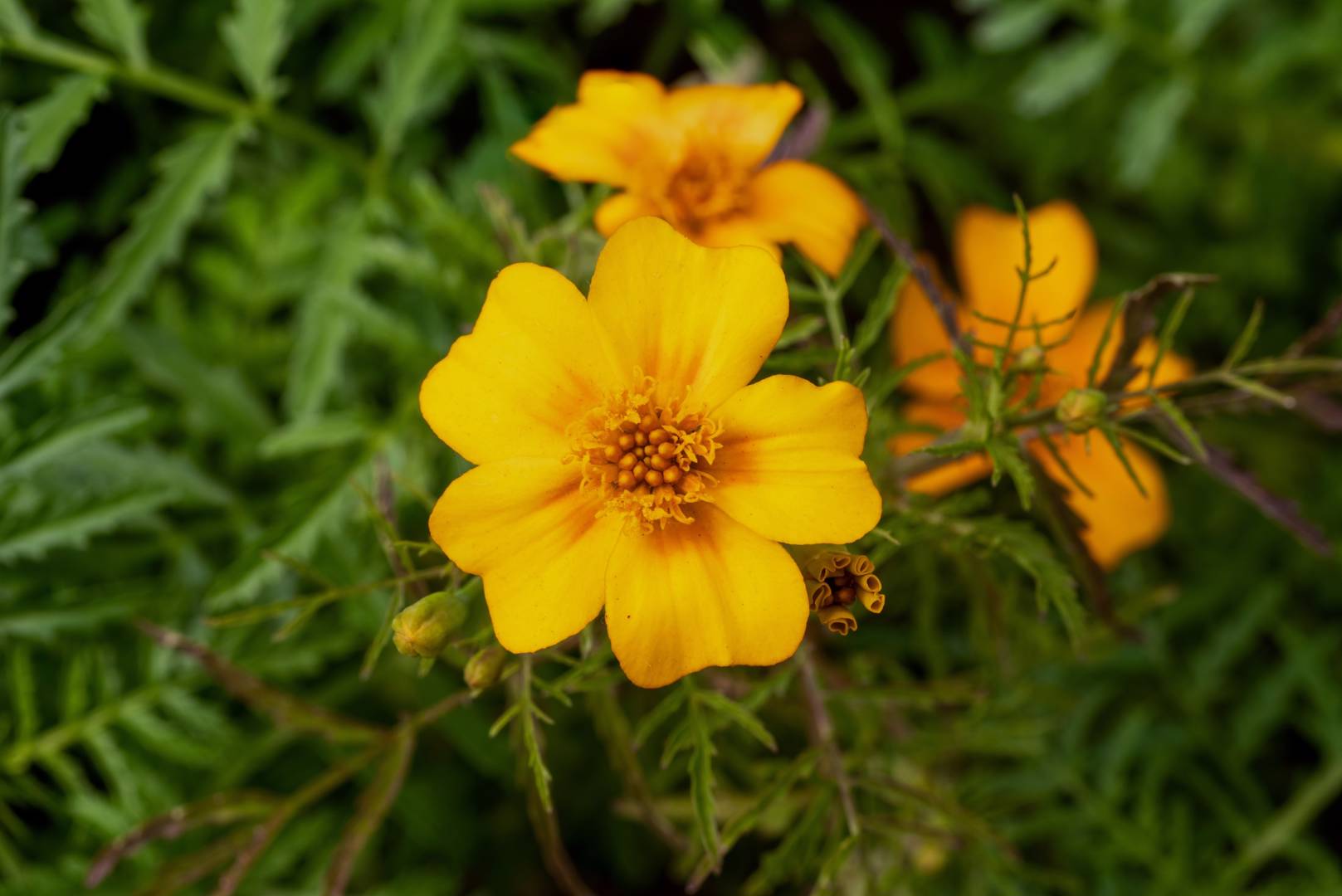 Oh!Garden - Liten tagetes Orange Gem