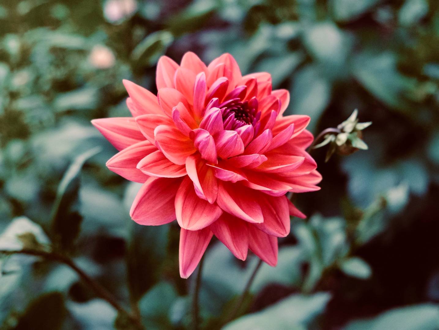 Dahlia Dutch Pearl