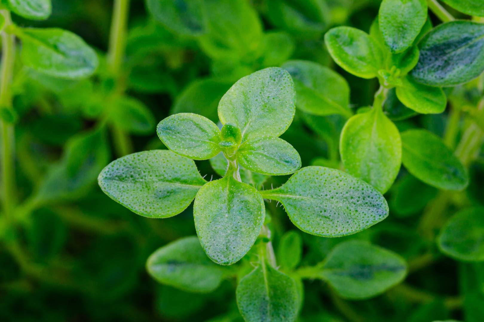 Grekisk Oregano 