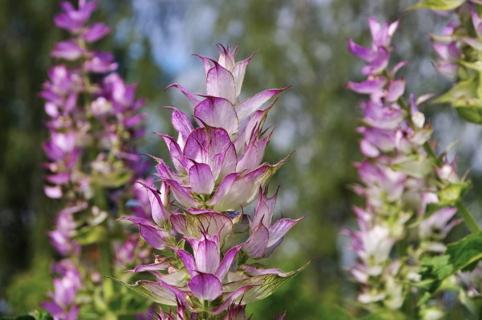 Muskatellsalvia 