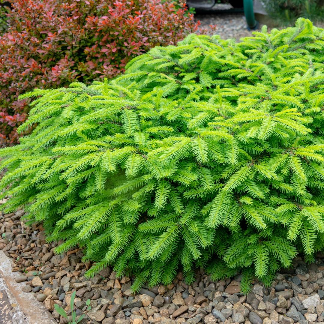 Fågelbogran Nidiformis