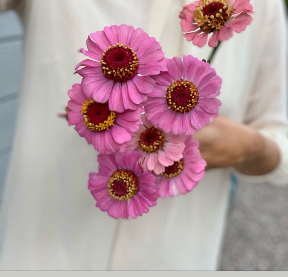 Zinnia Cupcakes Pink Shades