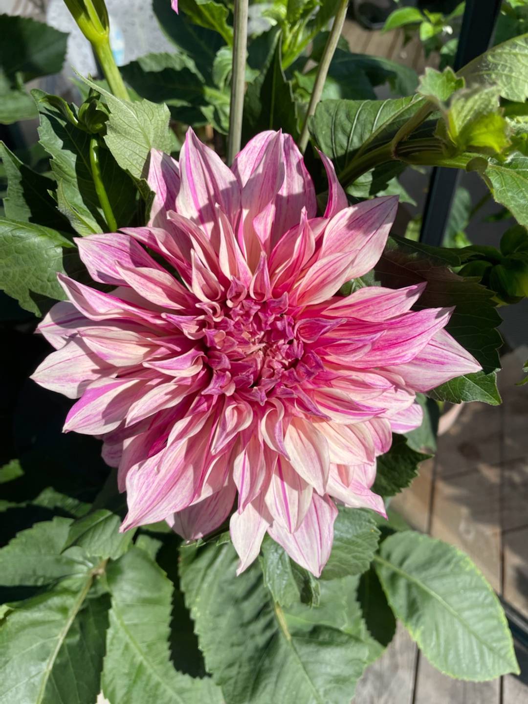 Oh!Garden - Dahlia Café Au Lait Twist
