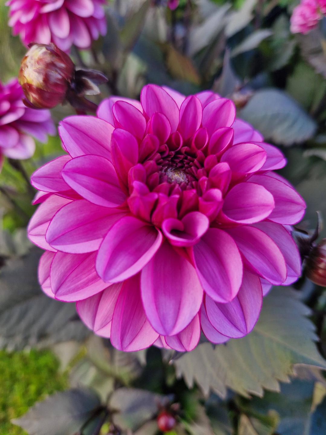 Dahlia Melissa Anna Marijke