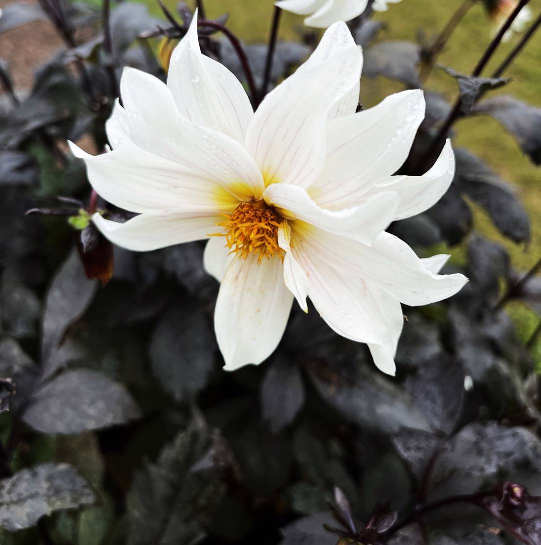 Dahlia Little Swan