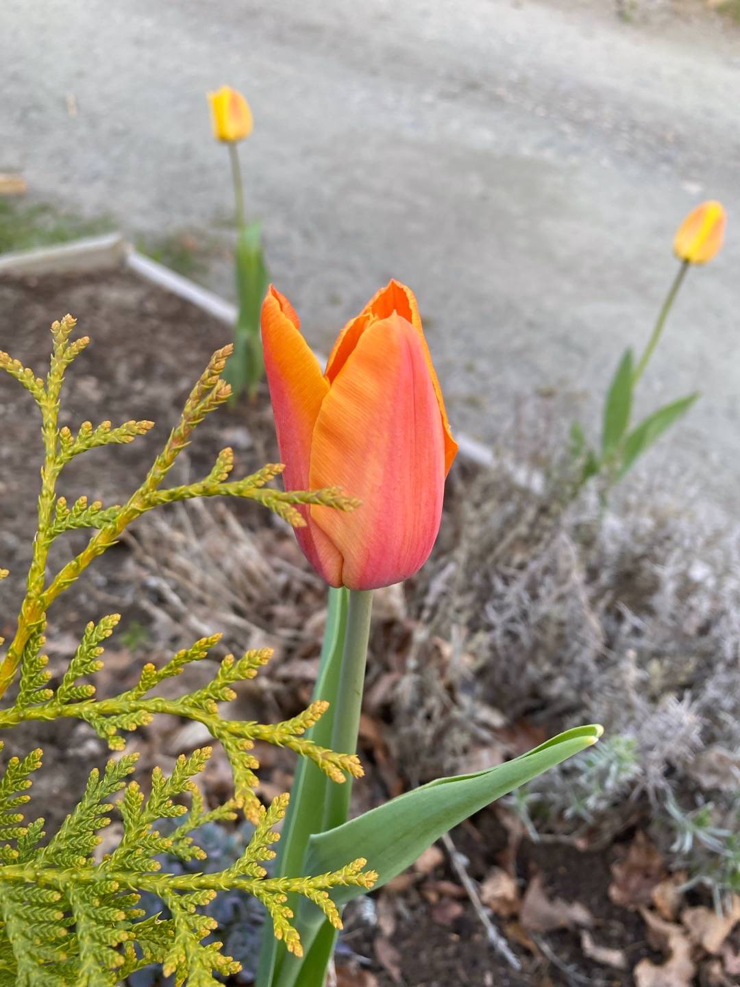 Lundgrensgrönatäppa