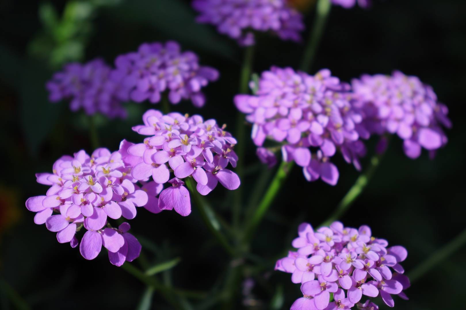 Roseniberis 
