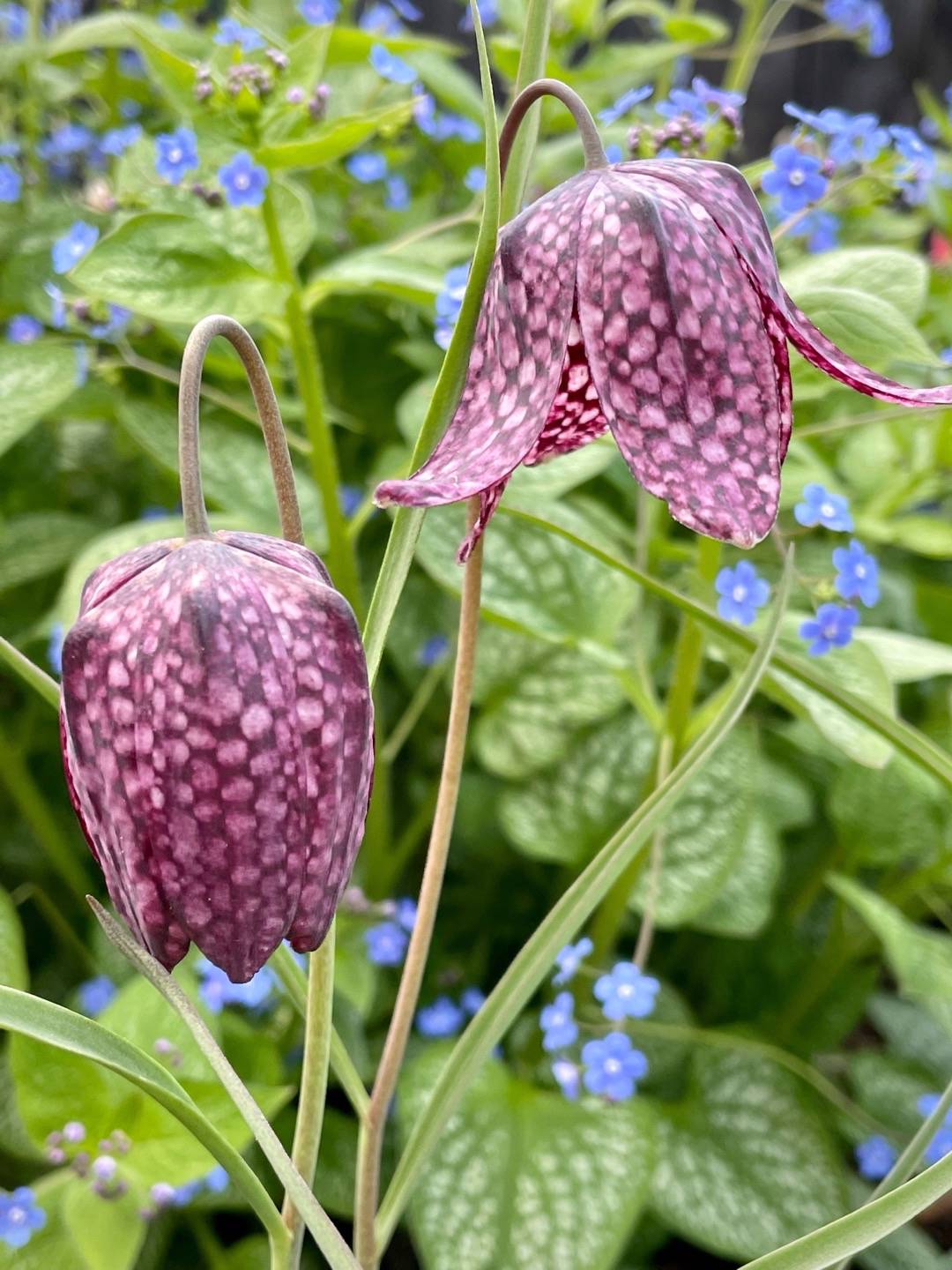 bulbaholic.anonymous