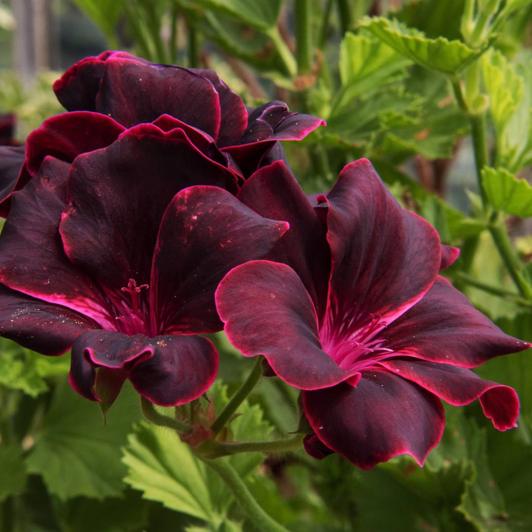 Engelsk Pelargon Lord Bute