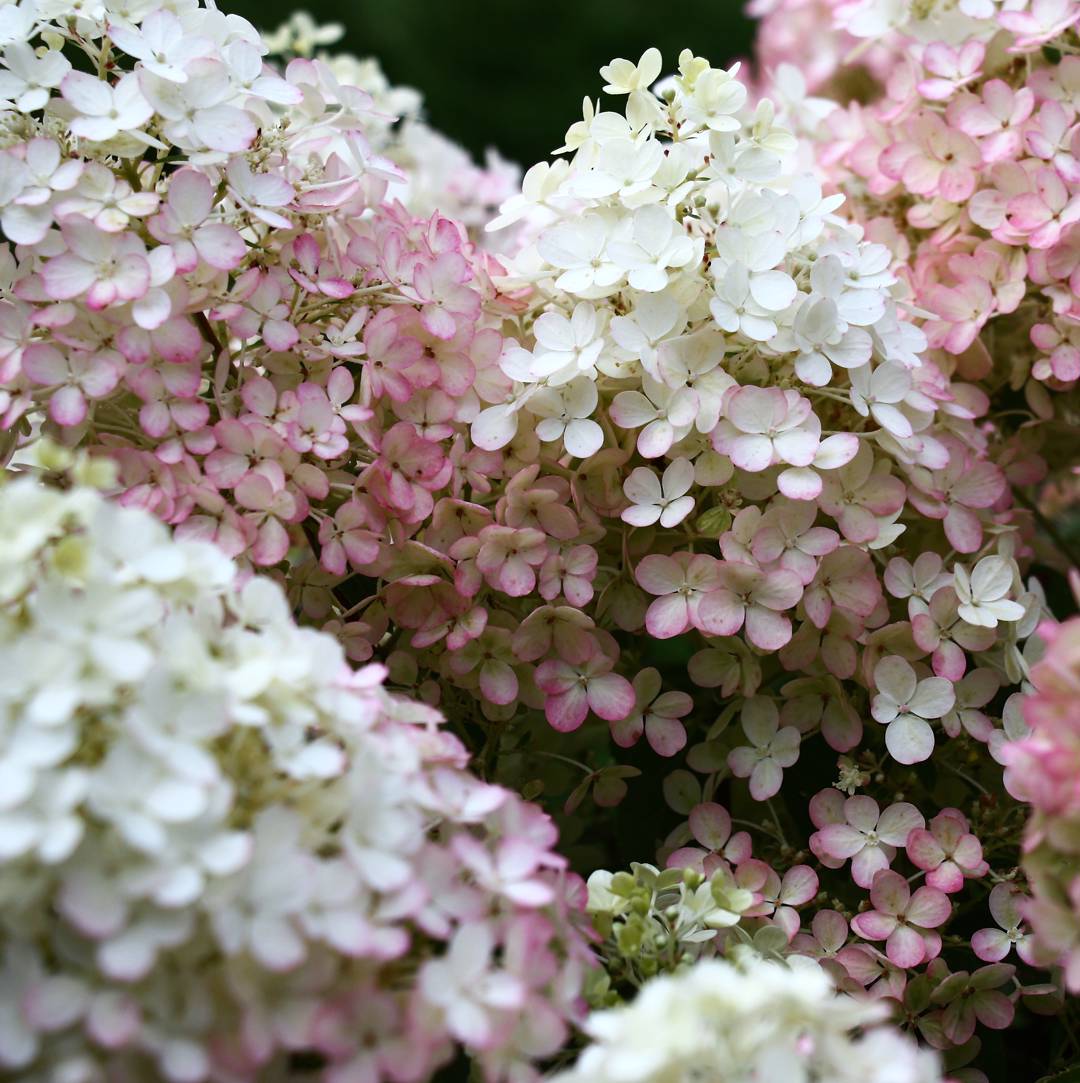 Syrenhortensia Bobo