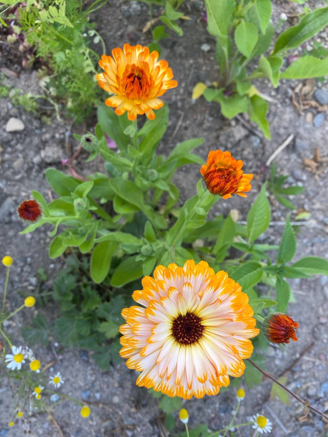 gardensagarden